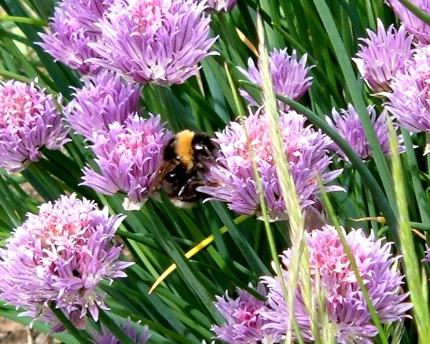 Farfalle sul fiore dell''Erba cipollina...